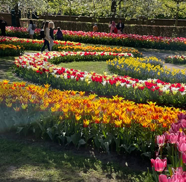 Keukenhof garden of tulpis and bulbs in Holland