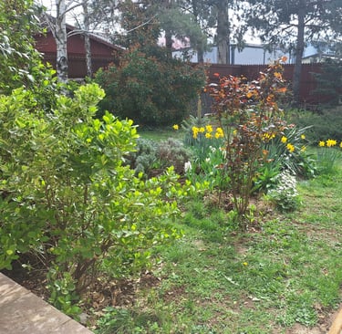 an informal garden with many shrubs and flowers