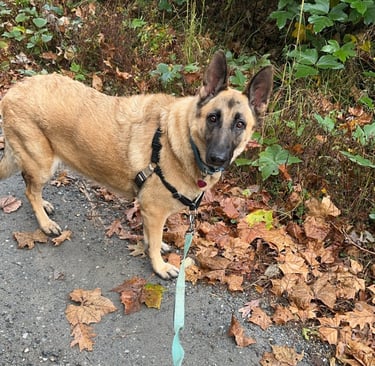 a german shepherd is walking on a leash