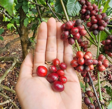 So sánh cà phê sẻ và cà phê cao sản