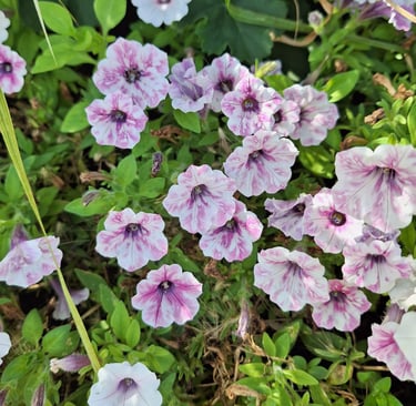 a bunch of Petunias flowers growing in a sunny place