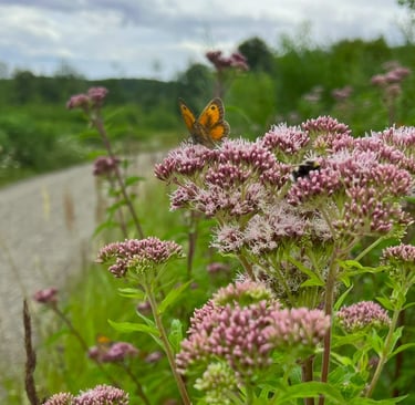 Vlinder en bij op zomerse bloemen, met wazig grindpad op de achtergrond in zonlicht.