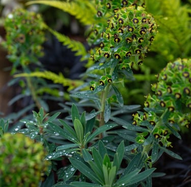 Euphorbia characias ‘Black Pearl’ with rain droplets on the foliage