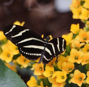 A black and white striped butterfly is perched on yellow flowers. The butterfly's wings are open.