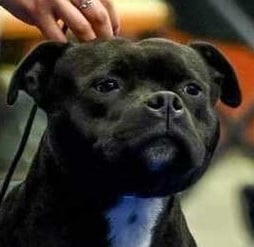 Particolare di testa Staffordshire bull terrier