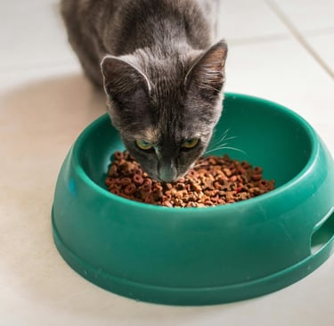 Gray cat eating dry kibble from a green food bowl on a kitchen floor
