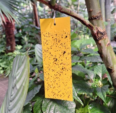 a Fruit Flie trap that has catched multiple Fruit Flies