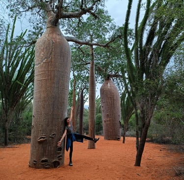 Mangily Baobab Forest in Madagascar
