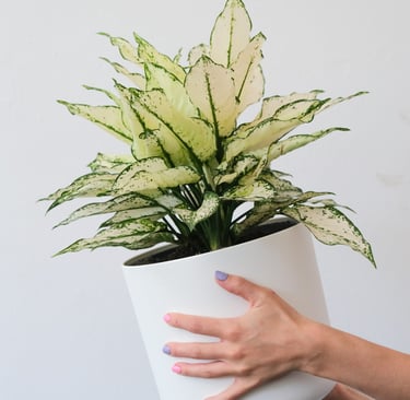 Mature White Kiwi Aglaonema