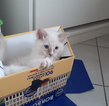 gatto ragdoll che si nasconde in una scatola