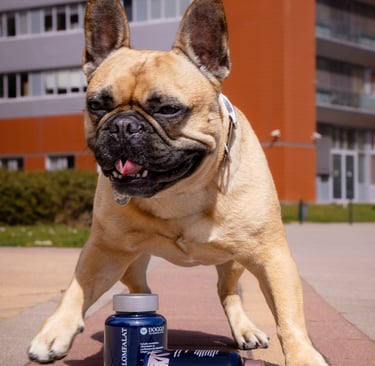 DOGGO természetes kutyarágó – prémium fogtisztító kutyáknak