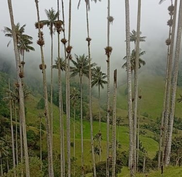 Wax Palm nella Valle del Cocora