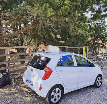 A brown and white mountain goat sitting on the roof of a parked white Kia hatchback car near a forest.