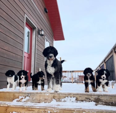 bernedoodle family mom and babies
