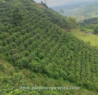 turismo en fincas caferteras