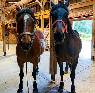 Explora Patagonia hotel private stables with horses