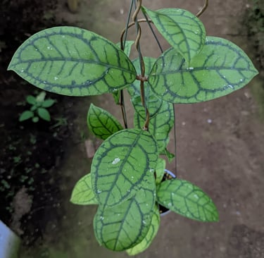 Hoya callistophylla 'Vena' with bold dark green vein patterns