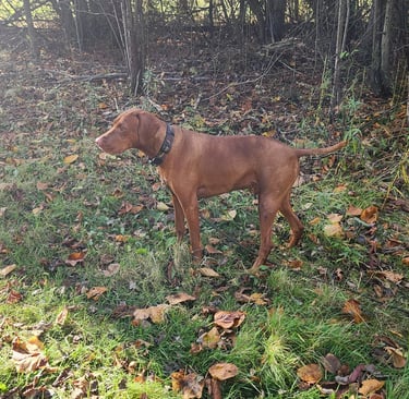 a dog standing in the grass at Little Britain Pet Resort