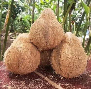 a bunch of coconuts sitting on a table