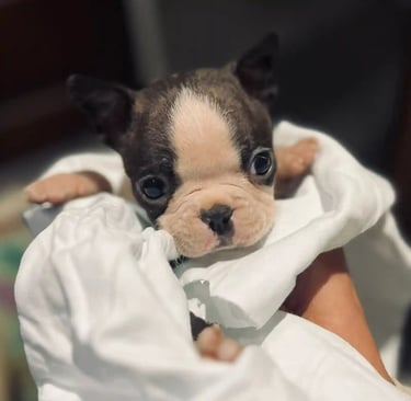 Cria de boston terrier blanco y negro a dias de nacido envuelto en una manta - De los Kirista