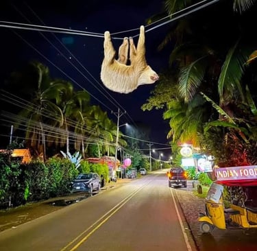 sloth in puerto viejo, costa rica