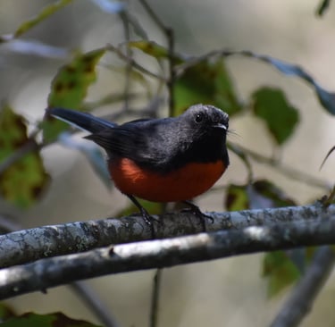 A Slate-throated Redstart perches on a branch in the Montetik Nature Reserve in Chiapas