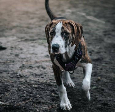 trudy the pup