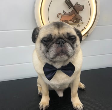 a pug dog wearing a bow tie at fluffy tails