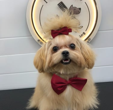 smoothly groomed dog wearing a bow tie and a red bow tie