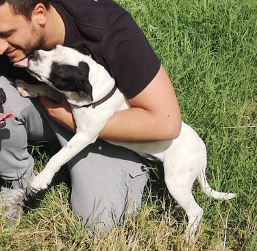 staffordshire bull terrier pezzato pied