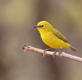 Yellow bird perched on a branch in a natural habitat in Gambia