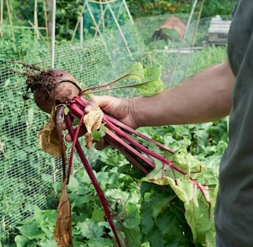 a person that is harversting a Beetroot plant