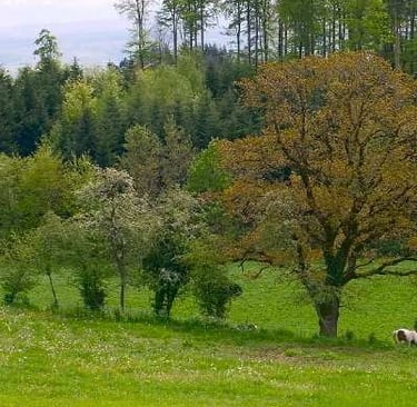 ponies grazing in a field with trees in the background