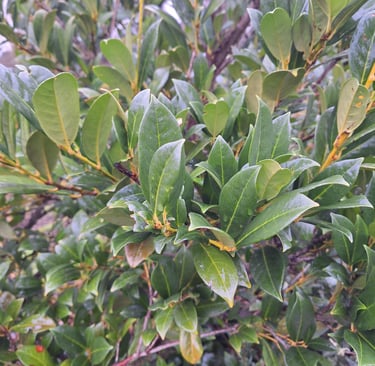 a deer resistant Inkberry Holly bush in shade