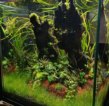 aquario plantado aquapaisagismo plantas