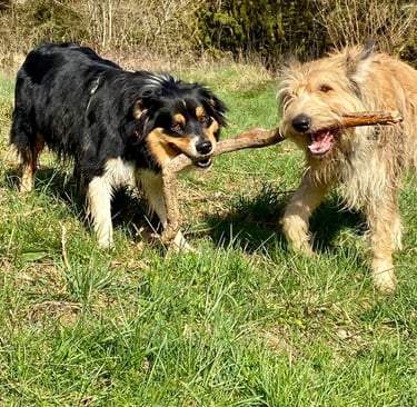 2 chiens qui jouent et partagent un bâton