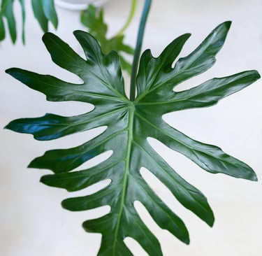 Philodendron bipinnatifidum lobed leaves