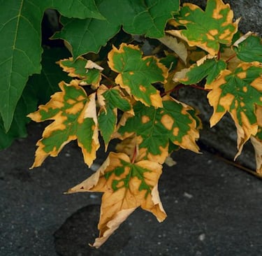 a leafy shrub with a yellow color that is dying