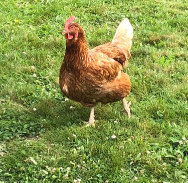 Chicken on the farm - musings, Bound Impressions