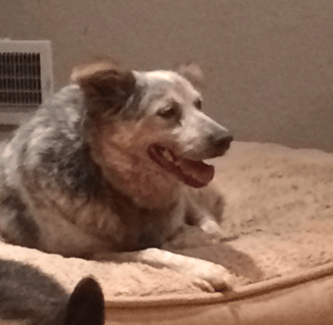 Bailey learning how to relax on her behavior modification journey 