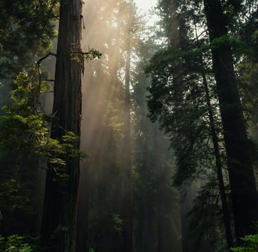 forest world to reflect natural living, nature, slow living, health and wellness