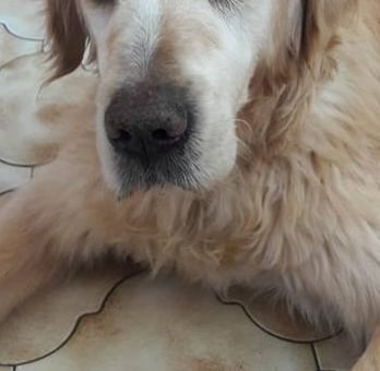 Freddie family dog 