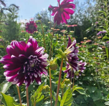 paarse bloemen in de bloementuin van hortus populus