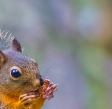 A Douglas squirrel with an orange belly sits on a mossy branch eating a nut in a forest.