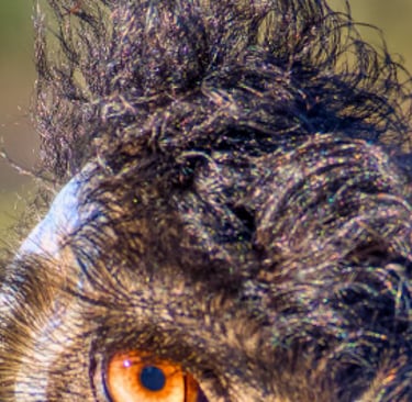 Close-up portrait of an Australian emu featuring its orange eye, dark feathers, and unique tufted crest.