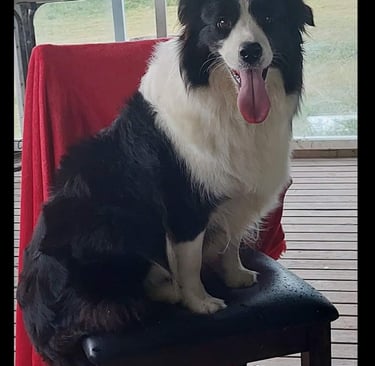 black and white border collie dam