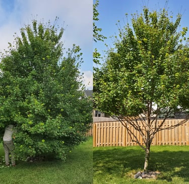 Before and after trimming 