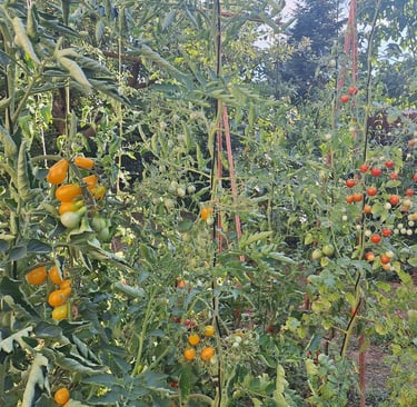 tomatoes in one of the 3 types of vegetable gardening