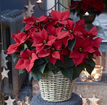Christmas star flower