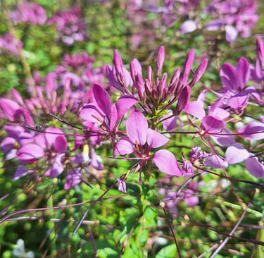 pink African Cabbage flowers 